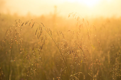 Making memories - the sense of smell